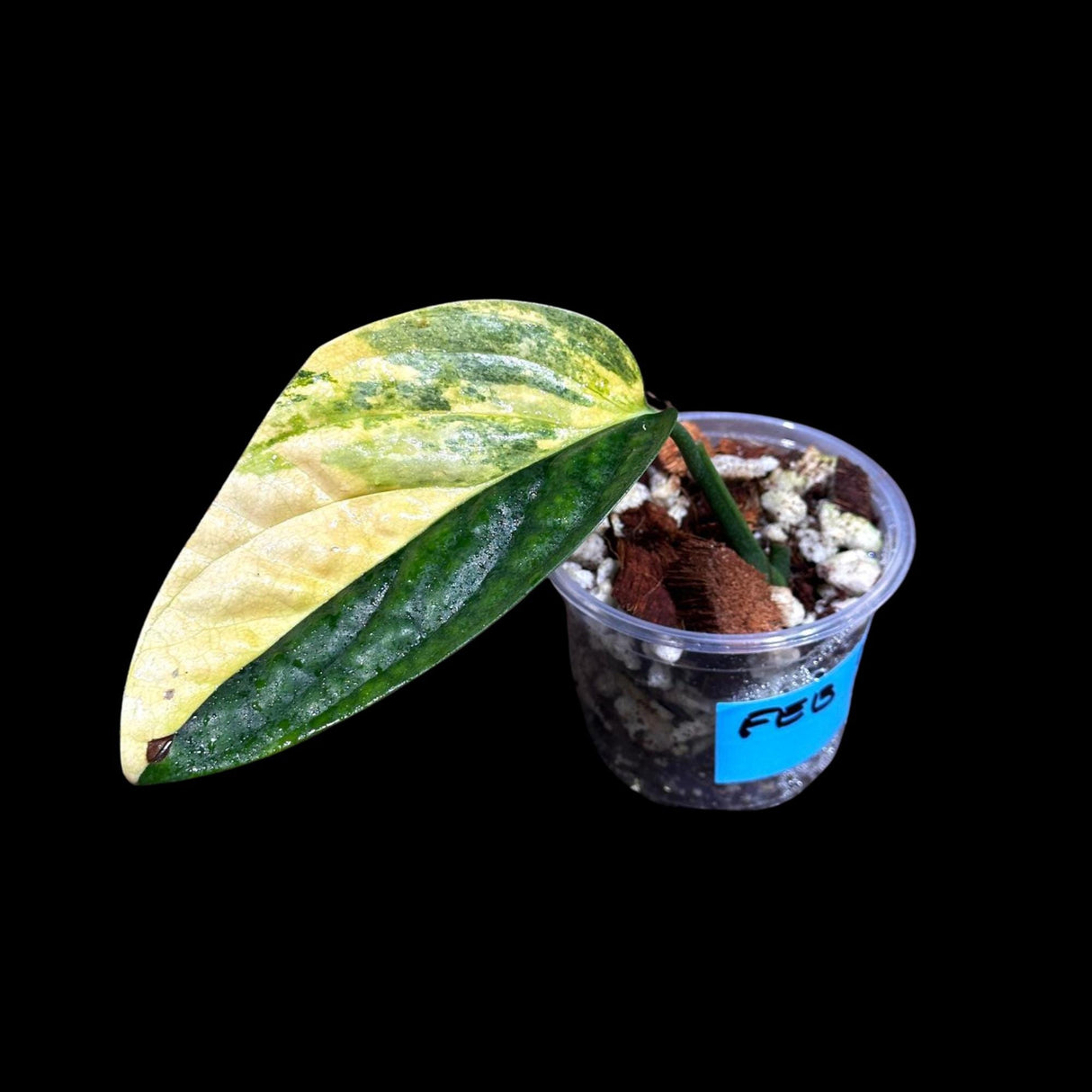Variegated Monstera Peru in a Nursery Pot | Live Rare Houseplants | Air Purifying Plant | Monstera Peru Single Leaf Plant - US Seller
