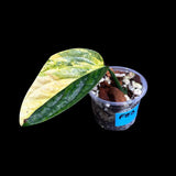 Variegated Monstera Peru in a Nursery Pot | Live Rare Houseplants | Air Purifying Plant | Monstera Peru Single Leaf Plant - US Seller