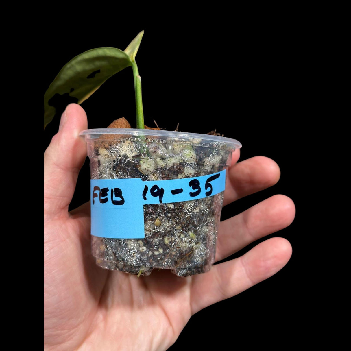 Variegated Monstera Peru in a Nursery Pot | Live Rare Houseplants | Air Purifying Plant | Monstera Peru Single Leaf Plant - US Seller