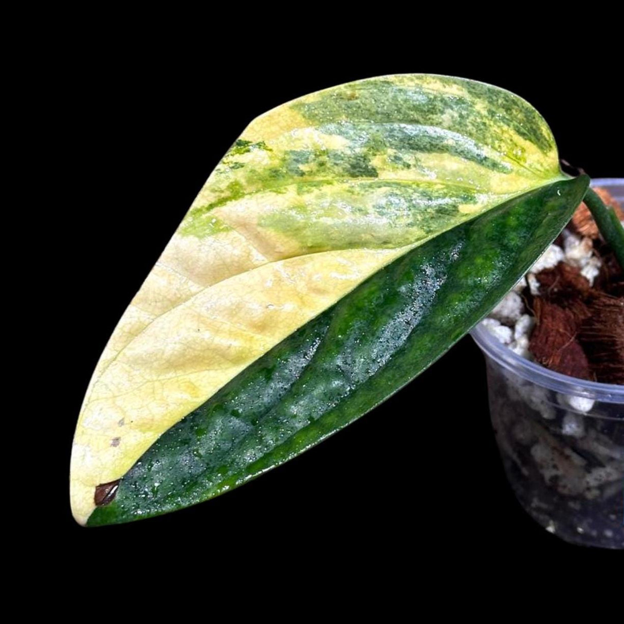 Variegated Monstera Peru in a Nursery Pot | Live Rare Houseplants | Air Purifying Plant | Monstera Peru Single Leaf Plant - US Seller