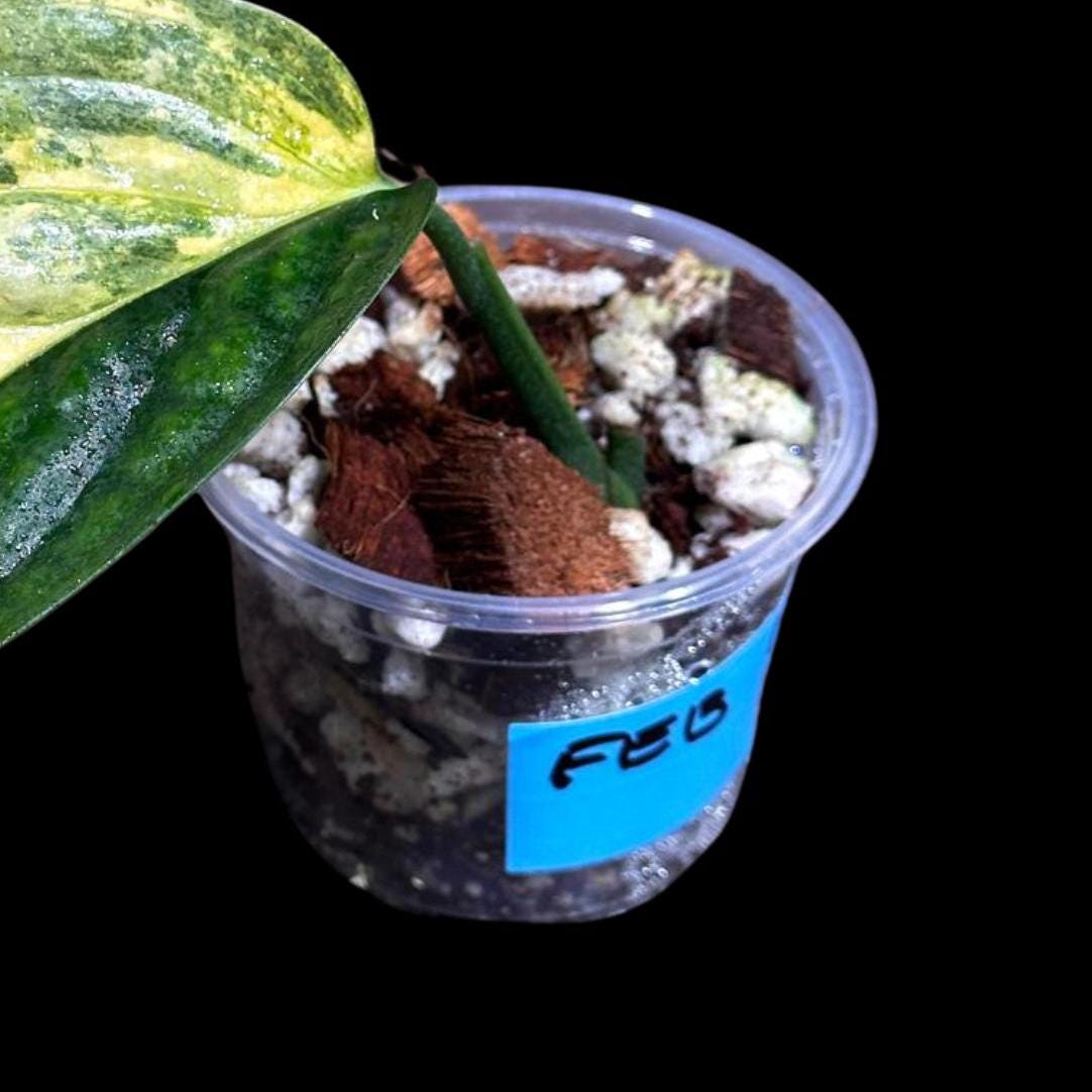 Variegated Monstera Peru in a Nursery Pot | Live Rare Houseplants | Air Purifying Plant | Monstera Peru Single Leaf Plant - US Seller