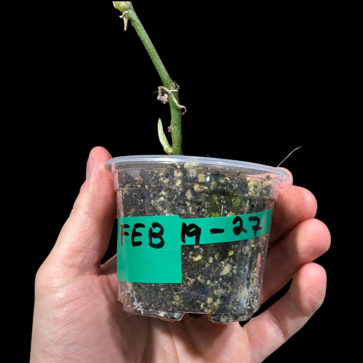 Variegated Scindapsus Pictus 'Jade Satin' in a Nursery Pot | Scindapsus Single Leaf Potted Plant | SAME plant as images - US Seller