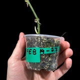 Variegated Scindapsus Pictus 'Jade Satin' in a Nursery Pot | Scindapsus Single Leaf Potted Plant | SAME plant as images - US Seller