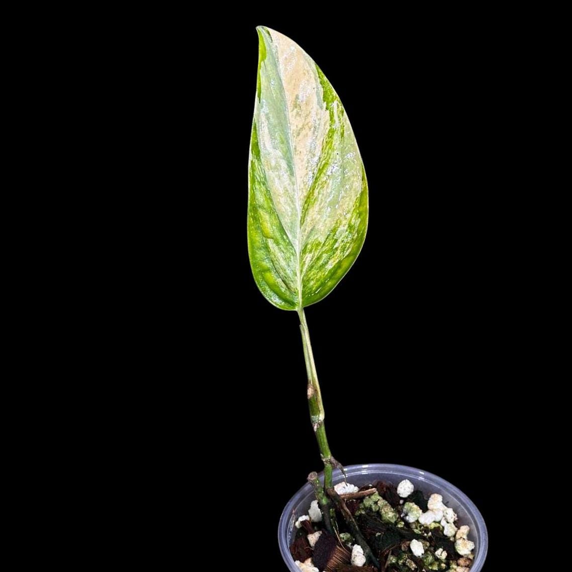 Variegated Monstera Peru in a Nursery Pot | Live Rare Houseplants | Air Purifying Plant | Monstera Peru Single Leaf Plant - US Seller