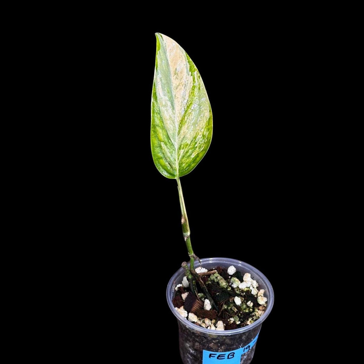 Variegated Monstera Peru in a Nursery Pot | Live Rare Houseplants | Air Purifying Plant | Monstera Peru Single Leaf Plant - US Seller