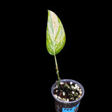 Variegated Monstera Peru in a Nursery Pot | Live Rare Houseplants | Air Purifying Plant | Monstera Peru Single Leaf Plant - US Seller