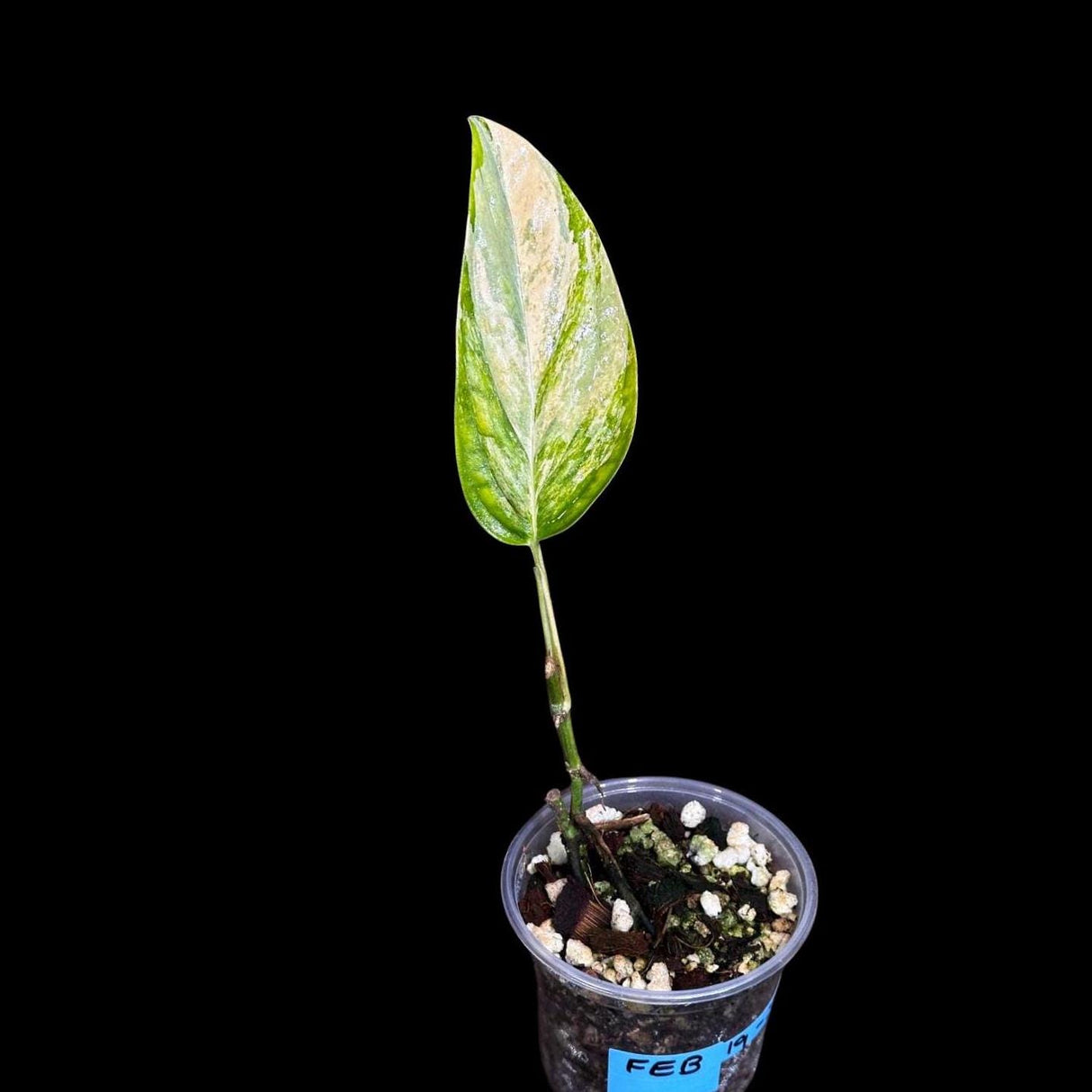 Variegated Monstera Peru in a Nursery Pot | Live Rare Houseplants | Air Purifying Plant | Monstera Peru Single Leaf Plant - US Seller