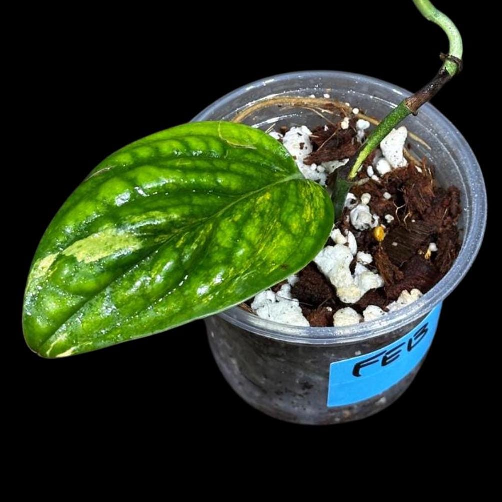 Variegated Monstera Peru in a Nursery Pot | Live Rare Houseplants | Air Purifying Plant | Monstera Peru Two Leaf Plant - US Seller