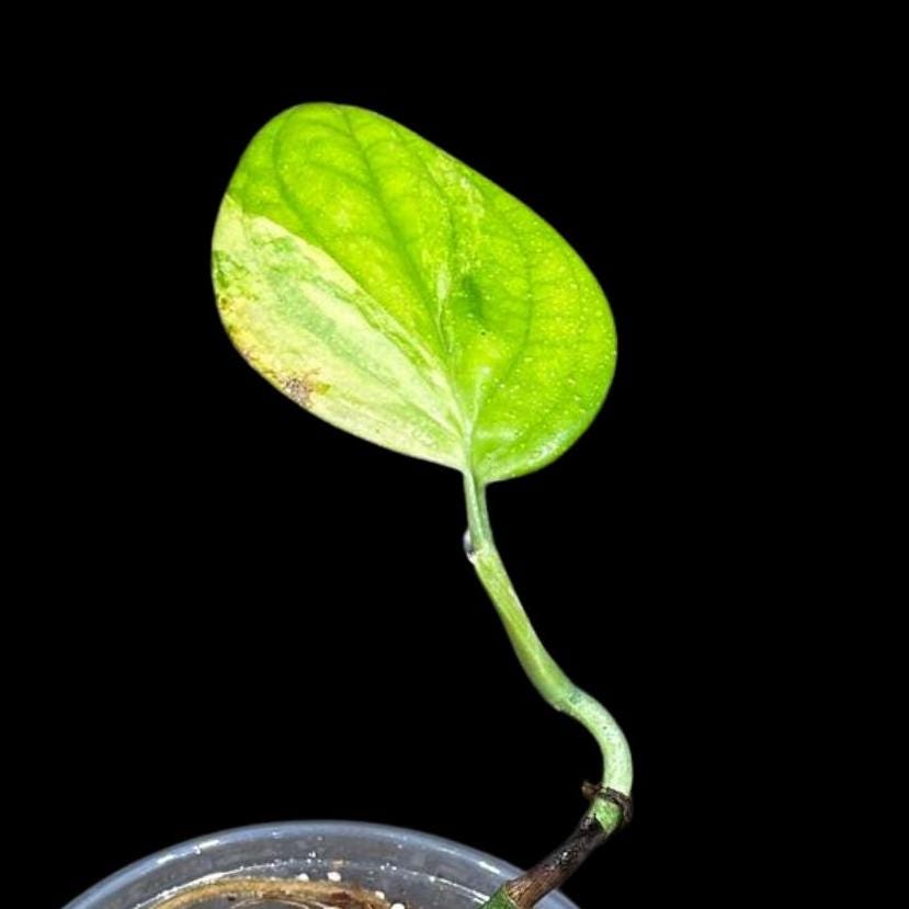 Variegated Monstera Peru in a Nursery Pot | Live Rare Houseplants | Air Purifying Plant | Monstera Peru Two Leaf Plant - US Seller