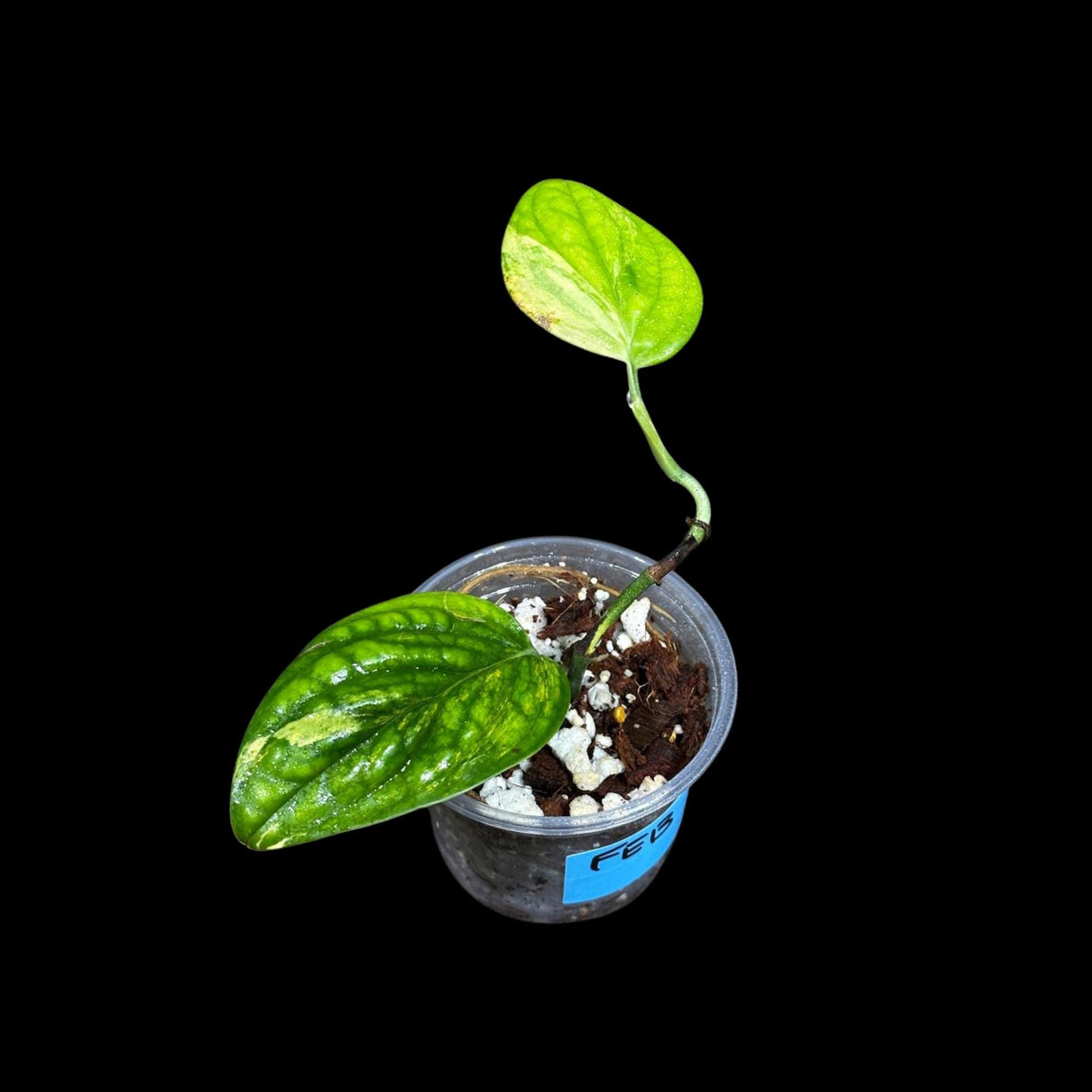 Variegated Monstera Peru in a Nursery Pot | Live Rare Houseplants | Air Purifying Plant | Monstera Peru Two Leaf Plant - US Seller
