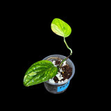 Variegated Monstera Peru in a Nursery Pot | Live Rare Houseplants | Air Purifying Plant | Monstera Peru Two Leaf Plant - US Seller