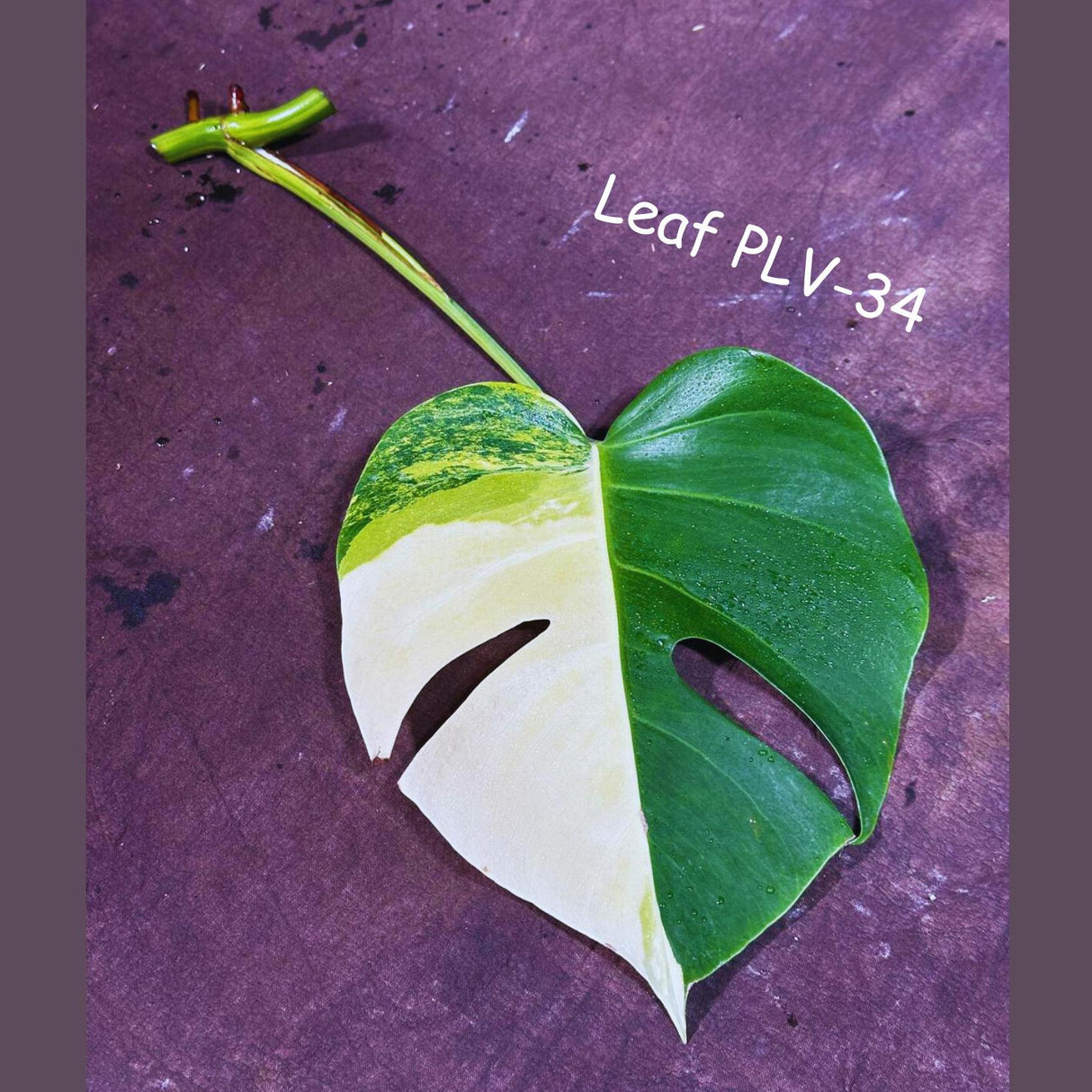 Monstera Aurea Cutting High Variegated Borsigiana - Monstera Aurea Indoor Plant - Monstera Marmota - Best Office Plant - US Seller