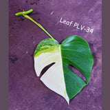 Monstera Aurea Cutting High Variegated Borsigiana - Monstera Aurea Indoor Plant - Monstera Marmota - Best Office Plant - US Seller