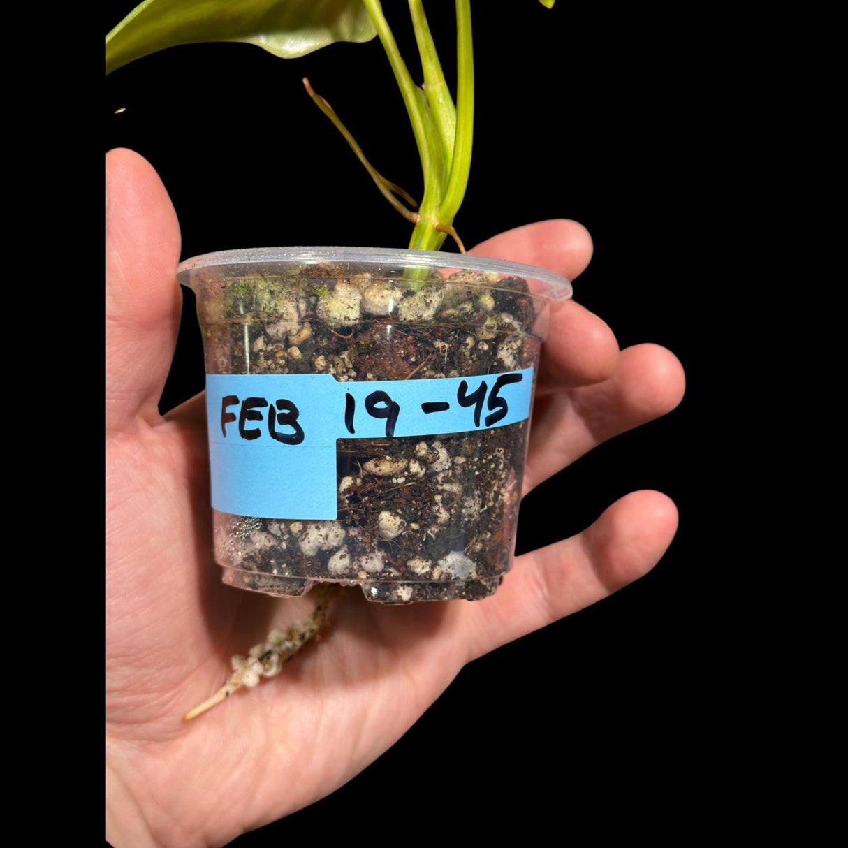 Variegated Philodendron Bipennifolium in a Nursery Pot - Bipennifolium Live Plant- Rare Collector Plant - Exact SAME Plant - US Seller