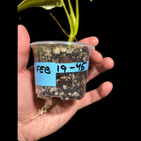 Variegated Philodendron Bipennifolium in a Nursery Pot - Bipennifolium Live Plant- Rare Collector Plant - Exact SAME Plant - US Seller