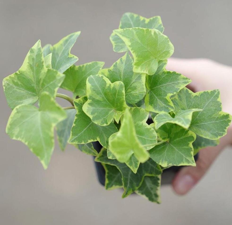 Variegated English Ivy Live Plant - Gold Ivy Indoor plant - Low Light Vining Houseplant - Plant - Air Purifying variegated terrarium Plant