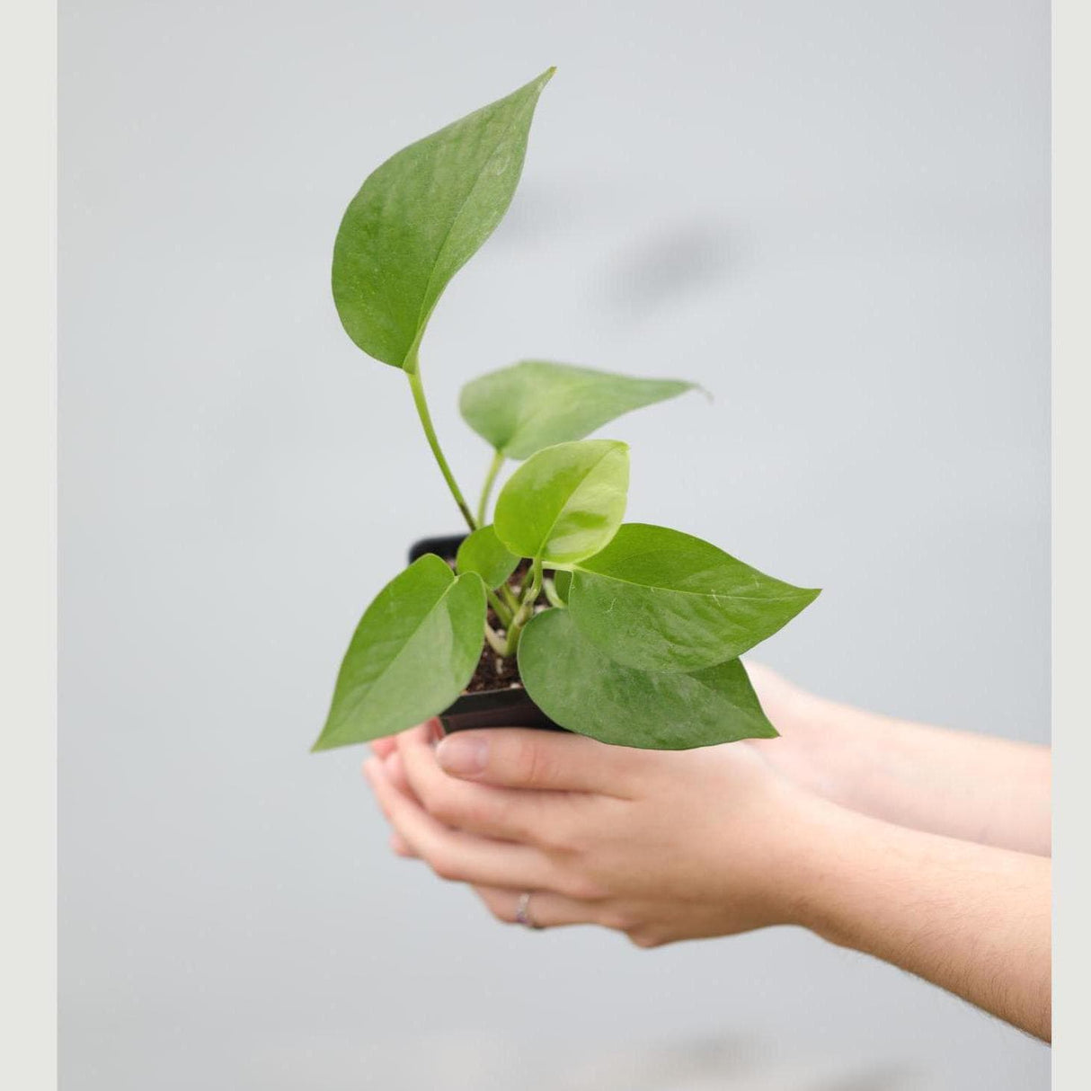 Jade Pothos in a Nursery Pot - Epipremnum Aureum Jade - Low Light Indoor Plant - Air Purifying Plant - Tropical Houseplant- Live Indoo Plant