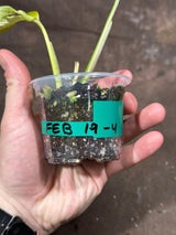 High Variegated Monstera Adansonii Aurea in a Nursery Pot - Rare Collector Swiss Cheese Aurea Plant - SAME pot as pictures - US Seller