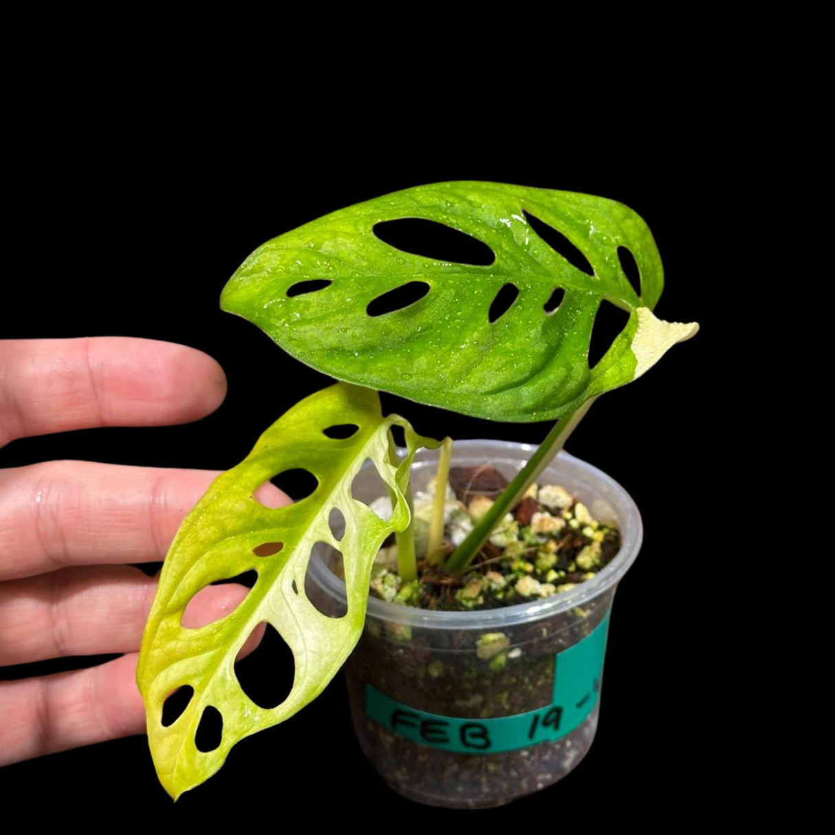 High Variegated Monstera Adansonii Aurea in a Nursery Pot - Rare Collector Swiss Cheese Aurea Plant - SAME pot as pictures - US Seller