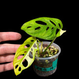 High Variegated Monstera Adansonii Aurea in a Nursery Pot - Rare Collector Swiss Cheese Aurea Plant - SAME pot as pictures - US Seller