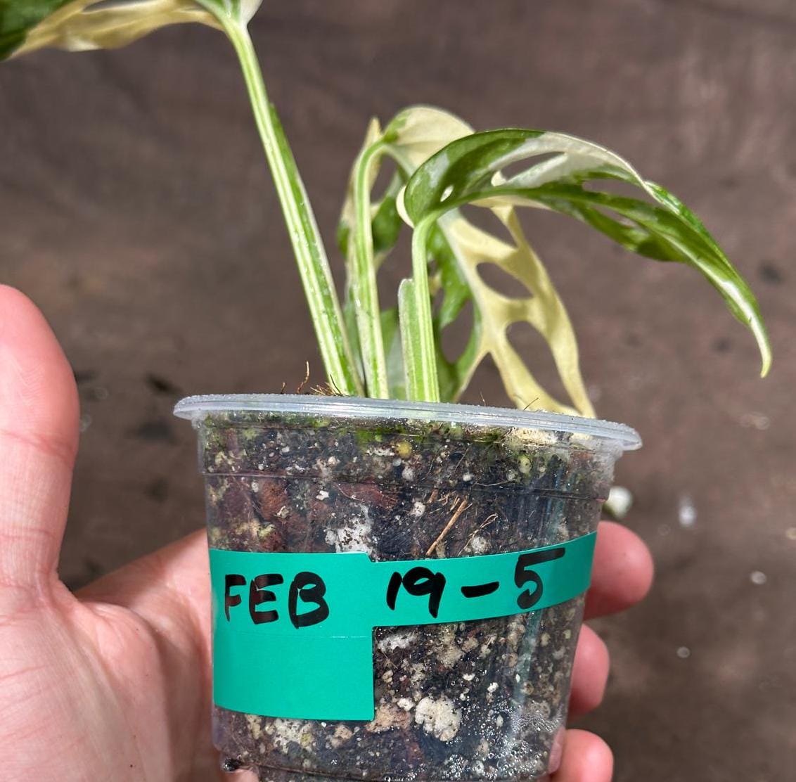 High Variegated White Monstera Adansonii Albo in a Nursery Pot - Swiss Cheese Live Potted Plant- Rare Collector Plant - US Seller
