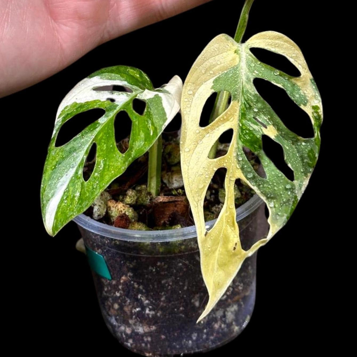 High Variegated White Monstera Adansonii Albo in a Nursery Pot - Swiss Cheese Live Potted Plant- Rare Collector Plant - US Seller