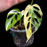High Variegated White Monstera Adansonii Albo in a Nursery Pot - Swiss Cheese Live Potted Plant- Rare Collector Plant - US Seller