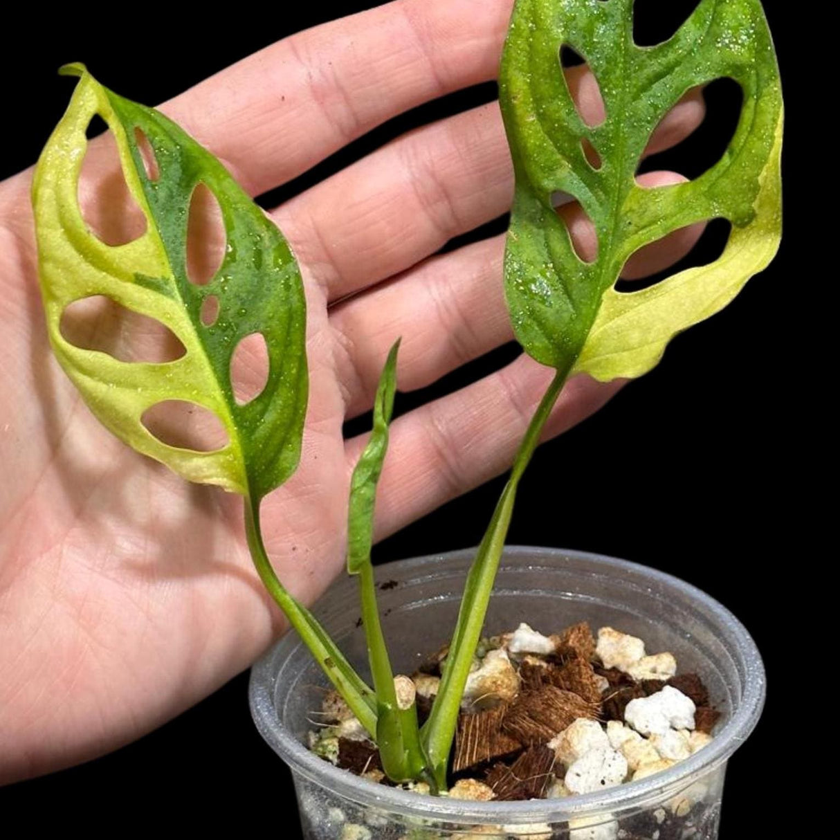 High Variegated Monstera Adansonii Aurea in a Nursery Pot - Rare Collector Swiss Cheese Aurea Plant - SAME pot as pictures - US Seller