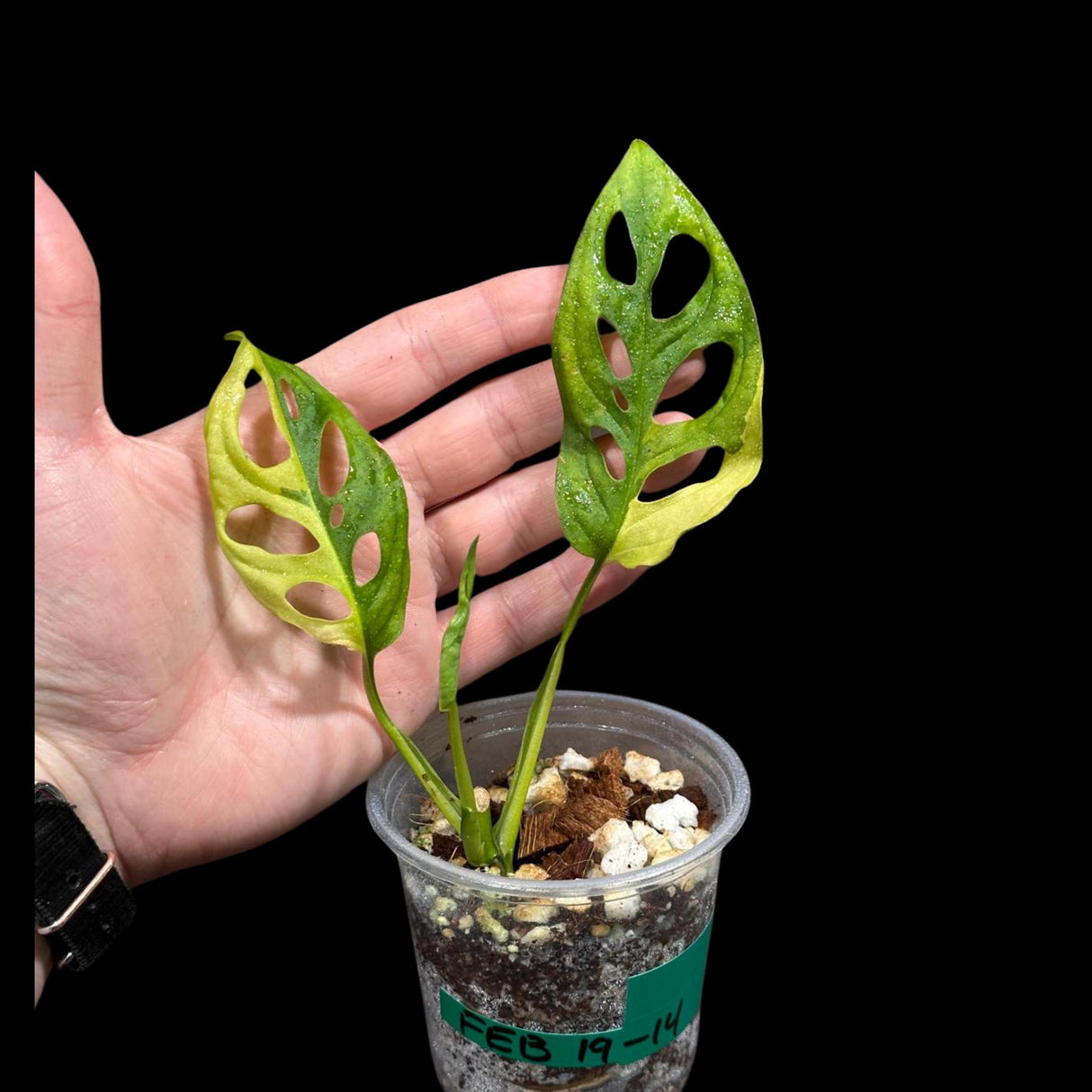 High Variegated Monstera Adansonii Aurea in a Nursery Pot - Rare Collector Swiss Cheese Aurea Plant - SAME pot as pictures - US Seller