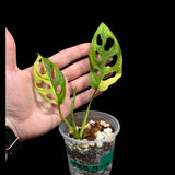 High Variegated Monstera Adansonii Aurea in a Nursery Pot - Rare Collector Swiss Cheese Aurea Plant - SAME pot as pictures - US Seller