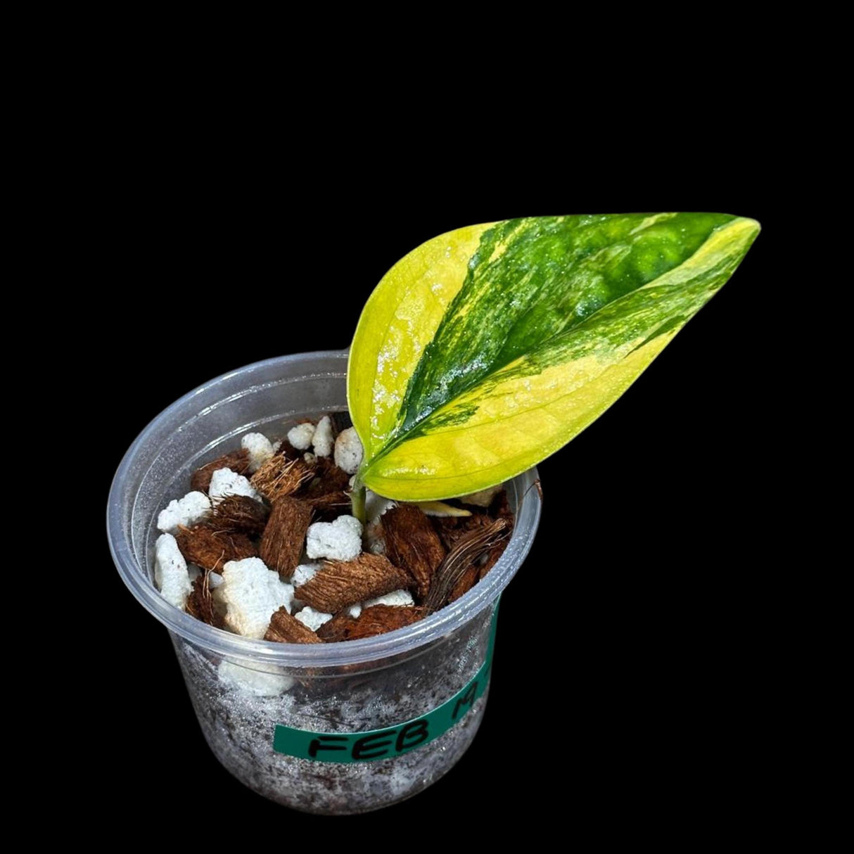 Variegated Monstera Peru in a Nursery Pot | Live Rare Houseplants | Air Purifying Plant | Monstera Peru Single Leaf Plant - US Seller