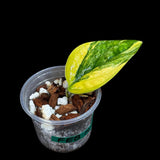 Variegated Monstera Peru in a Nursery Pot | Live Rare Houseplants | Air Purifying Plant | Monstera Peru Single Leaf Plant - US Seller