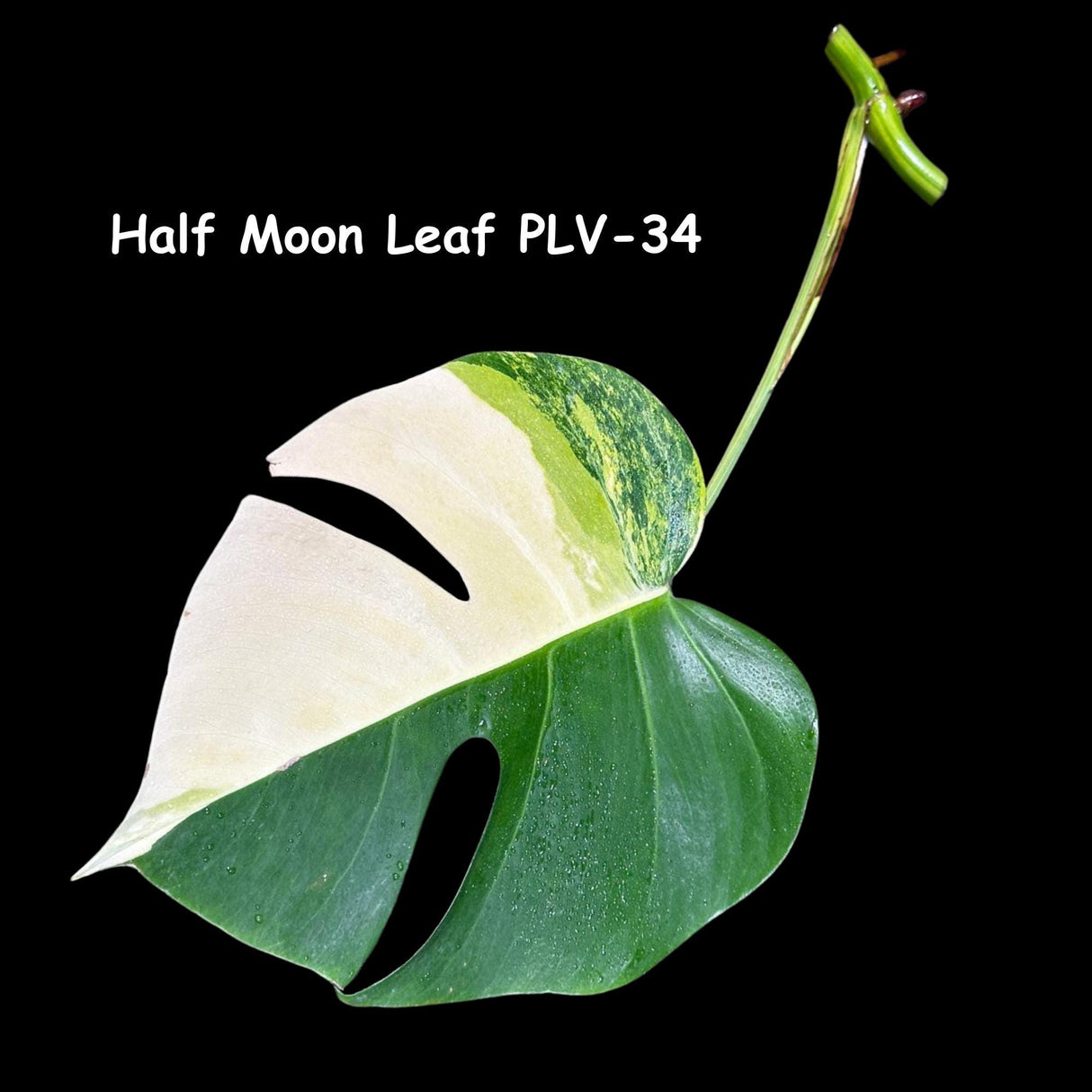 Monstera Borsigiana Aurea Variegated Cutting - Monstera Aurea Variegata - Monstera Marmota cut and pot