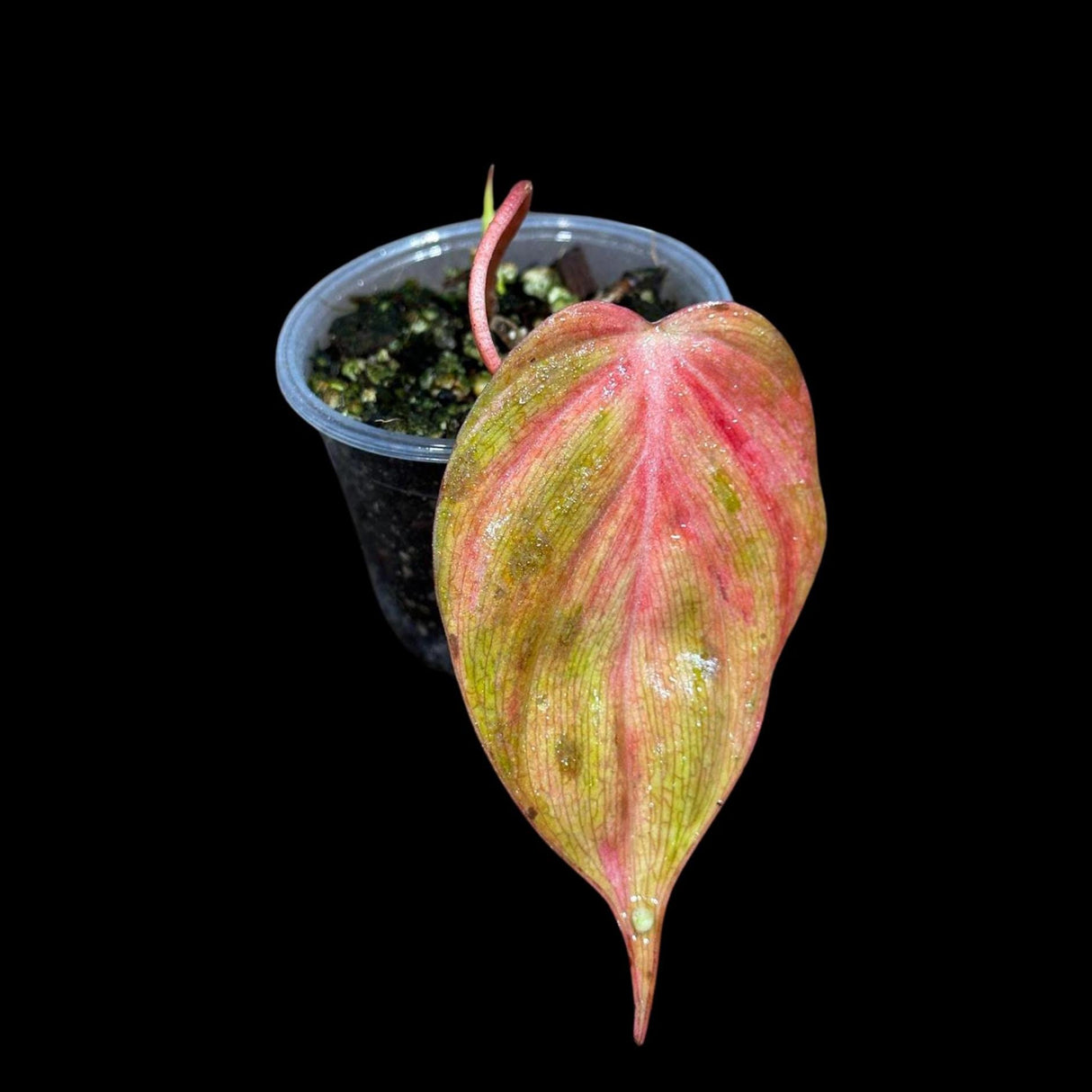 Rare Variegated Philodendron Mican Pink Single Leaf Plant in a Nursery Pot- Live Plant - Rare Plant - US Seller - SAME Pot as the image