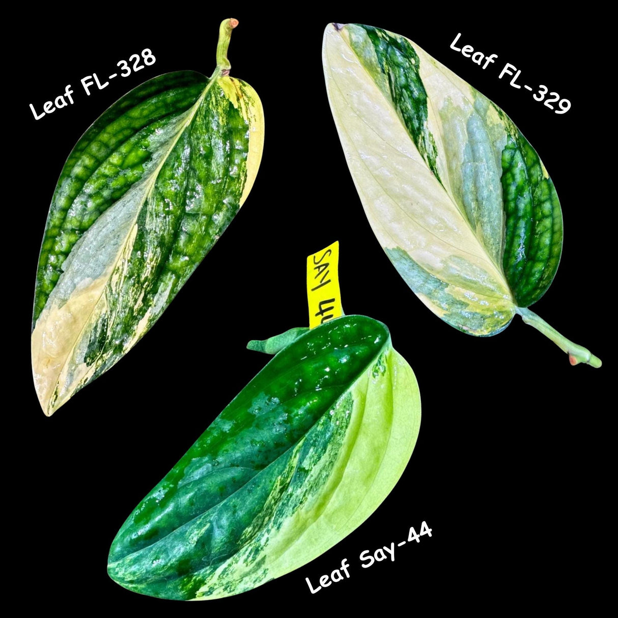 Variegated Monstera Peru Cuttings | Monstera Karstenianum Peru Variegated Live rare houseplants | - US Seller