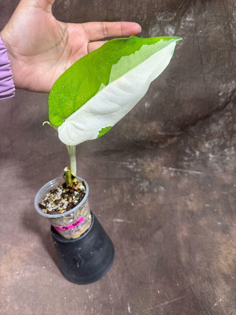 Variegated Syngonium Chiapense Plant in a Nursery Pot - Variegated Syngonium Chiapense  - Chiapense Variegated - US SELLER Same Plant