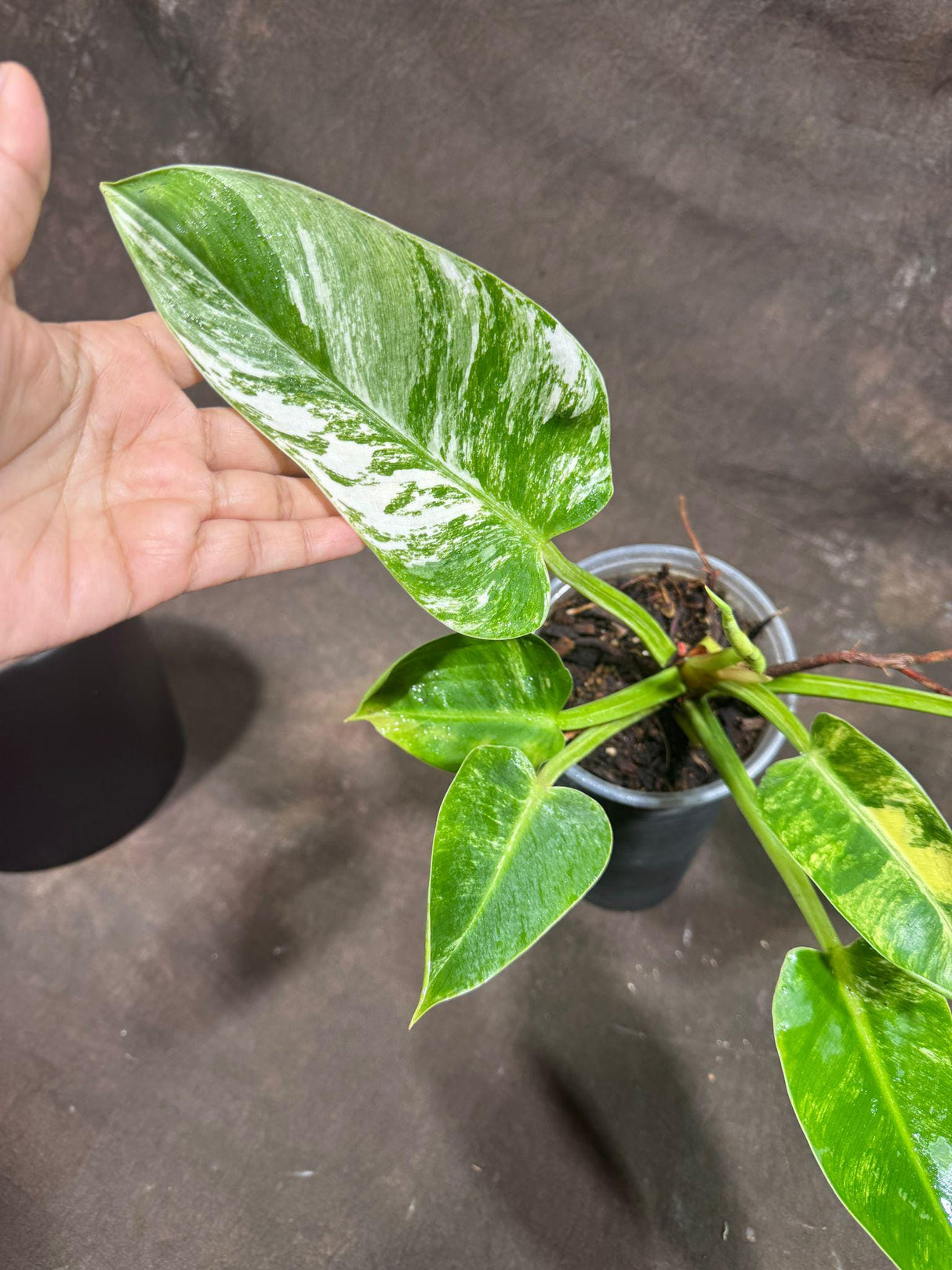 Philodendron Green Congo ORIGINAL Variegated live plant in a Nursery Pot - Rare Green Congo - SAME Potted Plant - Hard to Come By