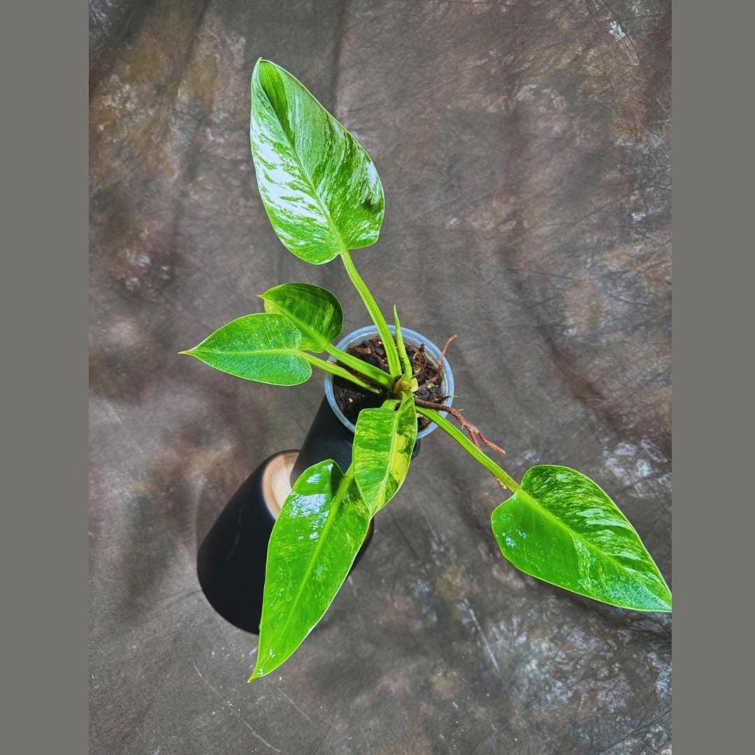 Philodendron Green Congo ORIGINAL Variegated live plant in a Nursery Pot - Rare Green Congo - SAME Potted Plant - Hard to Come By