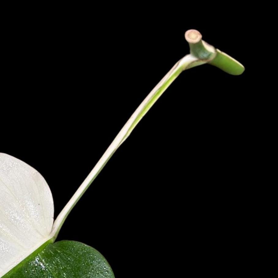 High Variegated Monstera Albo Cutting - Rare variegated Monstera Borsigiana albo - Rare Collector Plant - Live Indoor Plant - US Seller