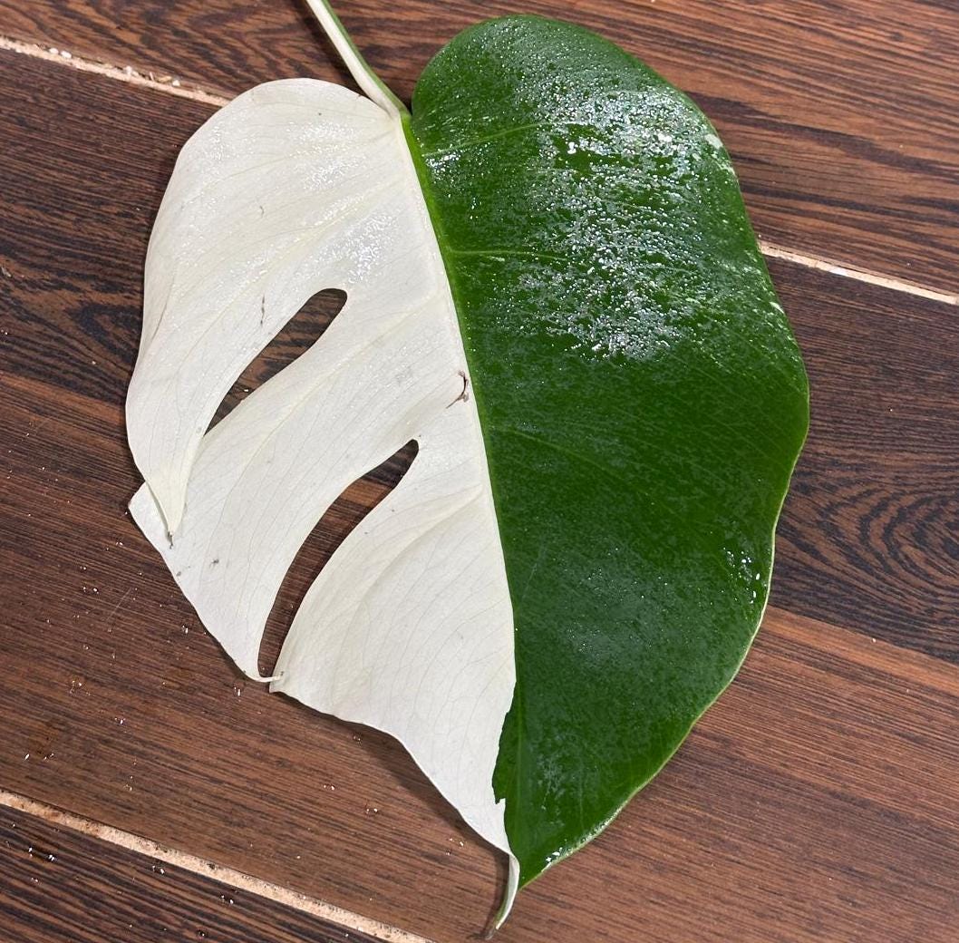 High Variegated Monstera Albo Cutting - Rare variegated Monstera Borsigiana albo - Rare Collector Plant - Live Indoor Plant - US Seller