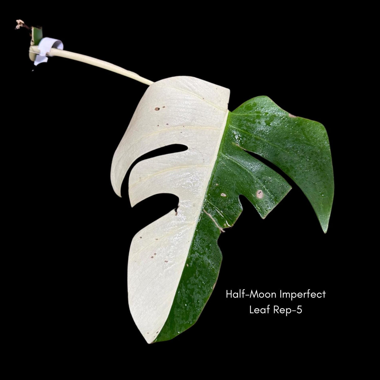 High Variegated Monstera Albo Cut- Rare variegated Monstera Borsigiana albo - Rare Collector Plant - Live Indoor Plant - US Seller