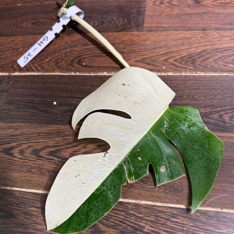 High Variegated Monstera Albo Cut- Rare variegated Monstera Borsigiana albo - Rare Collector Plant - Live Indoor Plant - US Seller
