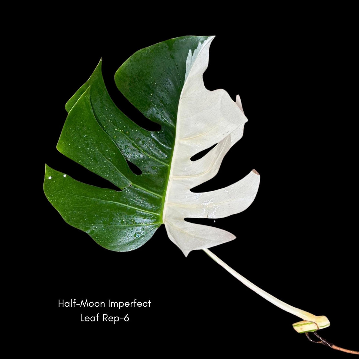 High Variegated Monstera Albo Cutting - Rare variegated Monstera Borsigiana albo - Rare Collector Plant - Live Indoor Plant - US Seller