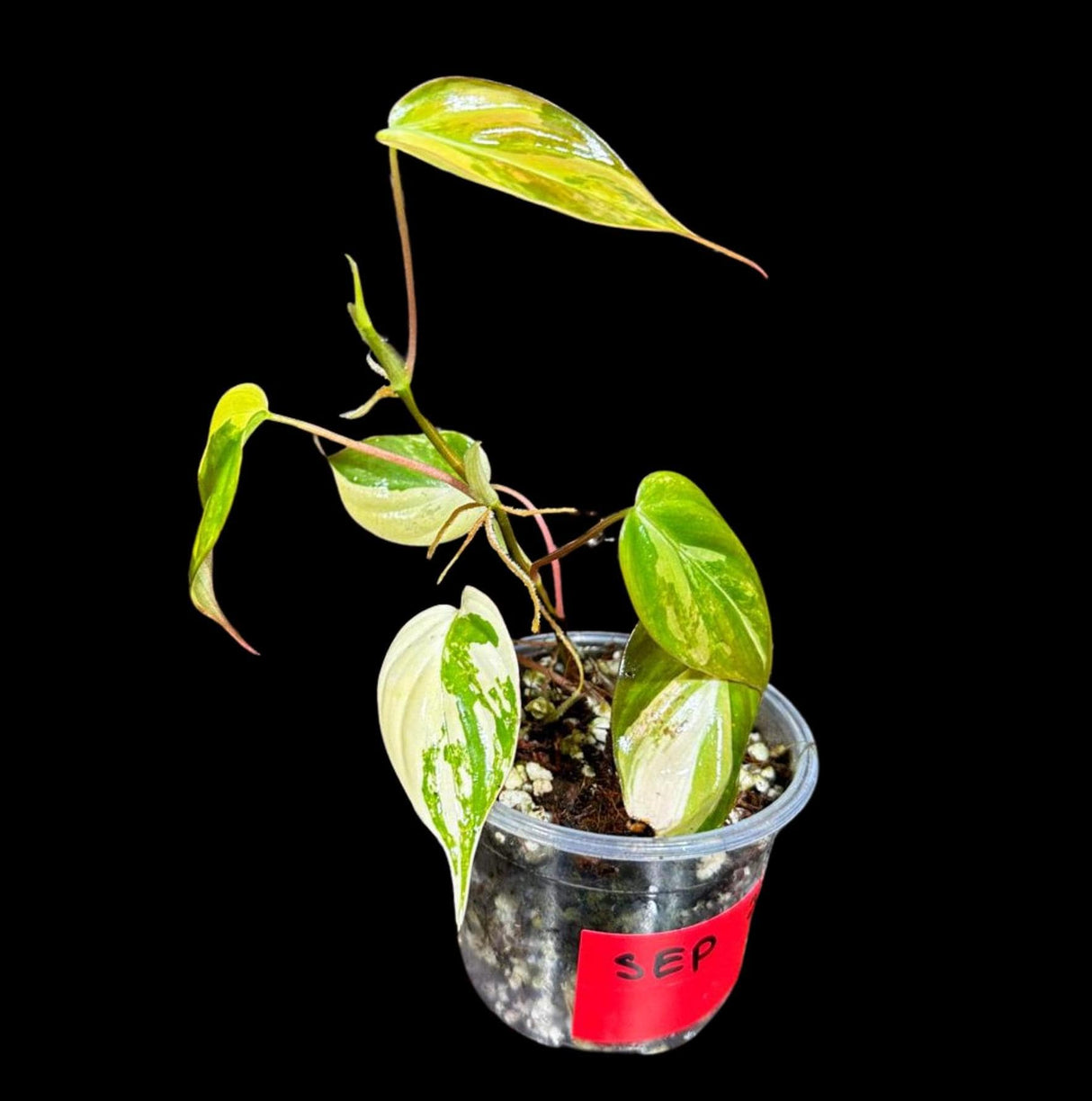 Rare Variegated Philodendron Mican in a Nursery Pot - US SELLER - Potted Plant
