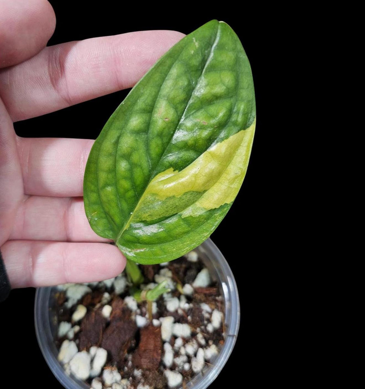Variegated Monstera Peru in a Nursery Pot | Live Rare Houseplants | Air Purifying Plants | Monstera Peru EXACT SAME Potted Plant - US Seller