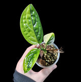 Variegated Monstera Peru in a Nursery Pot | Live Rare Houseplants | Air Purifying Plants | Monstera Peru EXACT SAME Potted Plant - US Seller