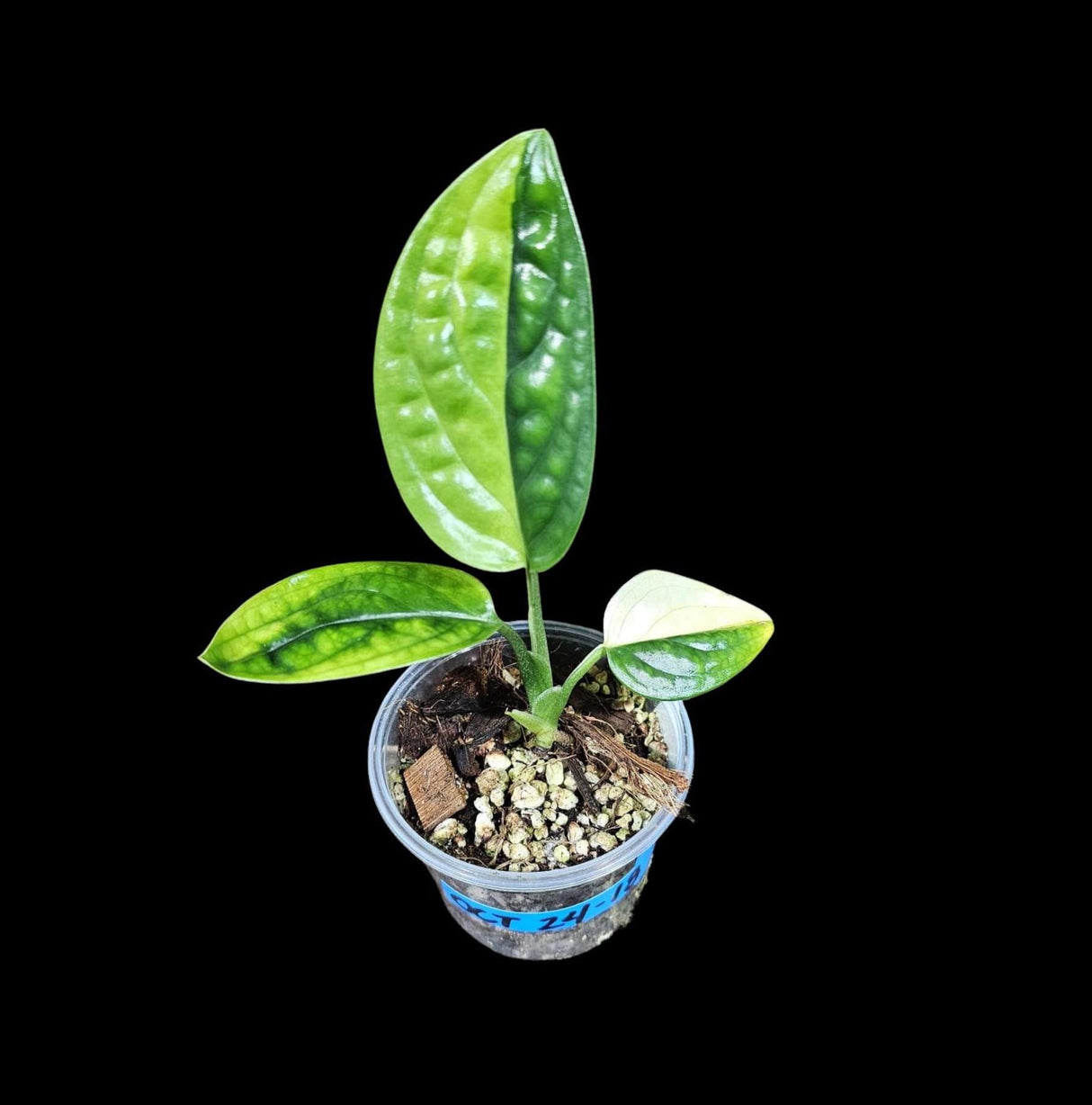 Variegated Monstera Peru in a Nursery Pot | Live Rare Houseplants | Air Purifying Plants | Monstera Peru EXACT SAME Potted Plant - US Seller