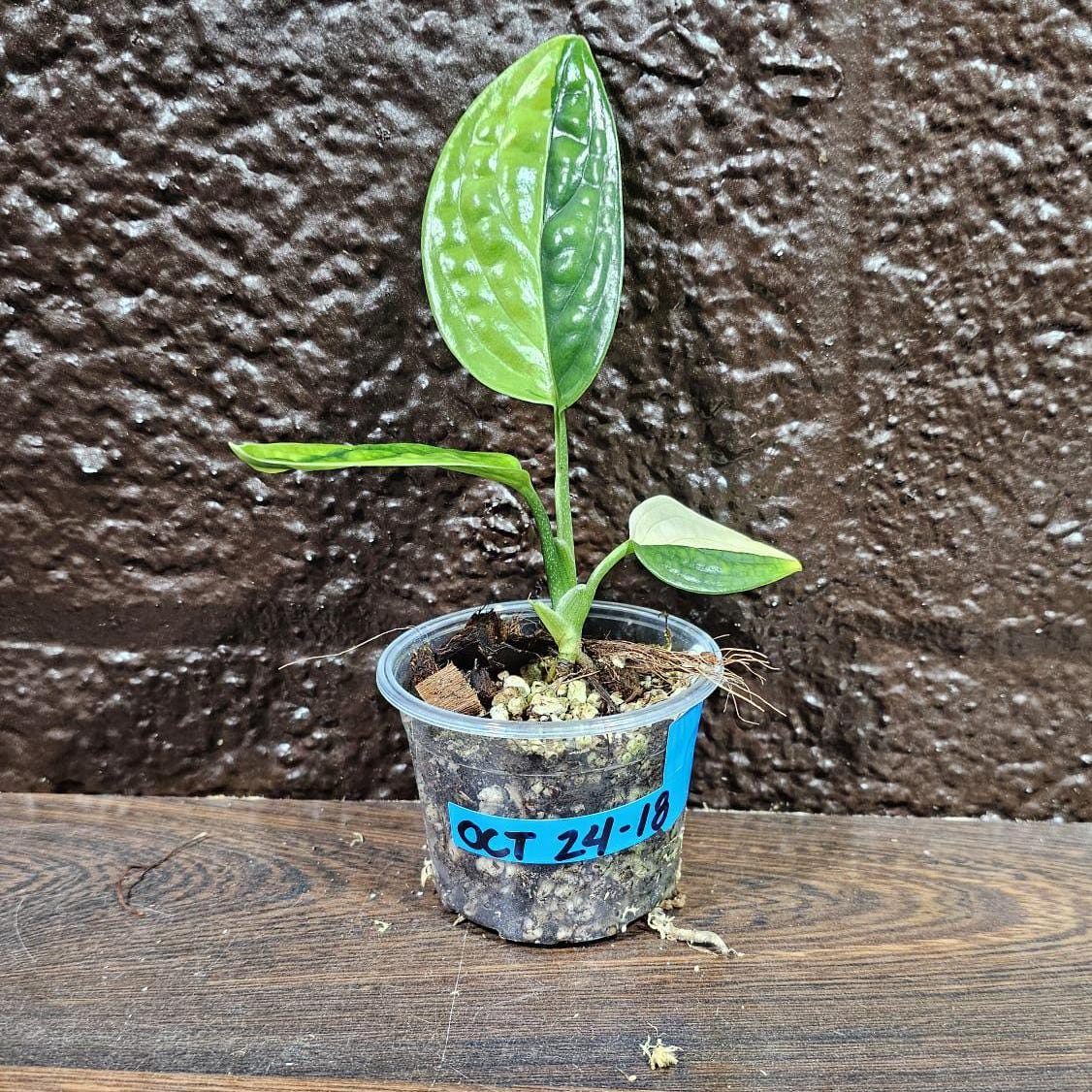 Variegated Monstera Peru in a Nursery Pot | Live Rare Houseplants | Air Purifying Plant | Monstera Peru EXACT SAME Potted Plant - US Seller