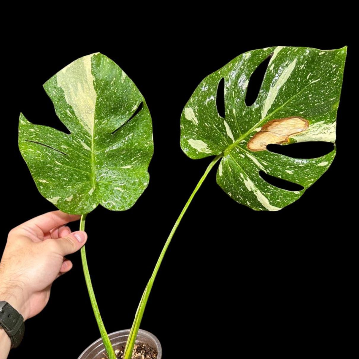 Variegated Monstera Thai Constellation Plant in a Nursery Pot - Tall Monstera Thai Plant - Rare Collector Indoor Plant - US Seller