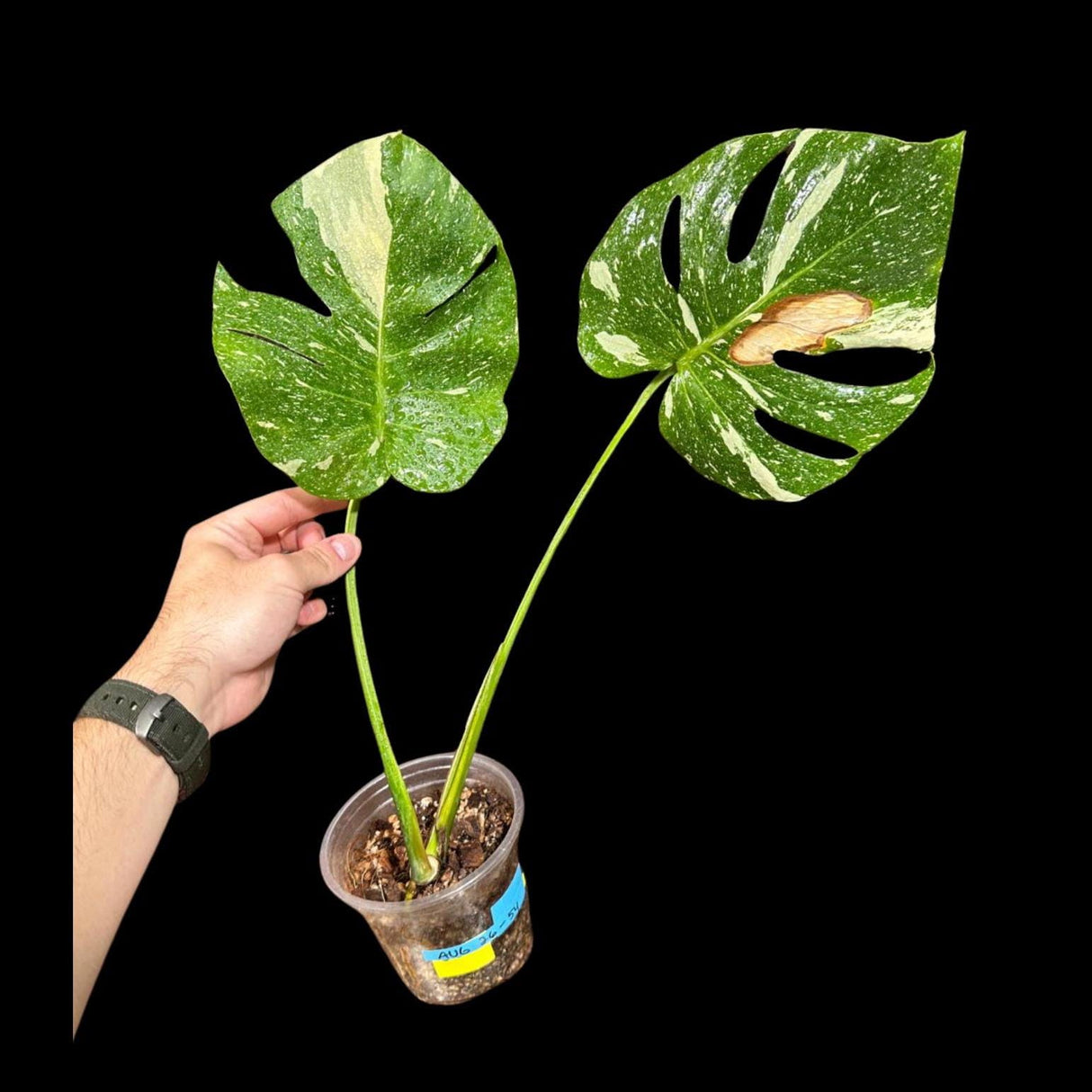 Variegated Monstera Thai Constellation Plant in a Nursery Pot - Tall Monstera Thai Plant - Rare Collector Indoor Plant - US Seller